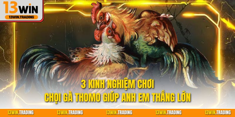 3 kinh nghiệm chơi chọi gà Thomo giúp anh em thắng lớn